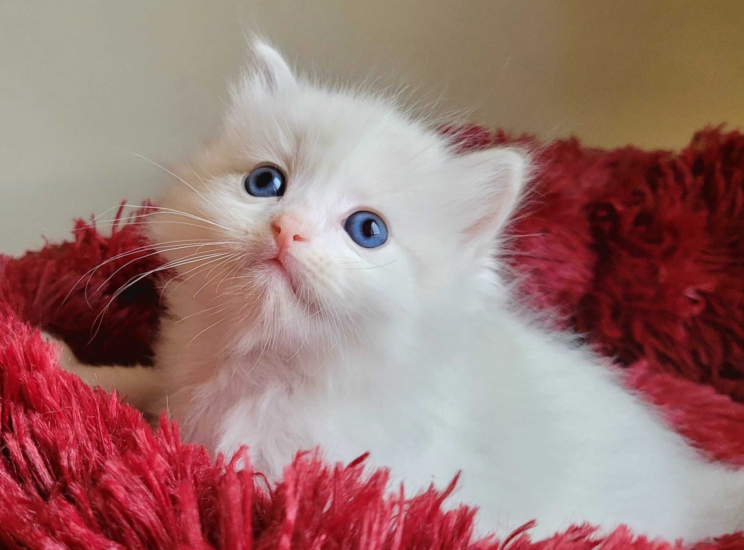 Kotek Ragdoll Blue bicolor lynx