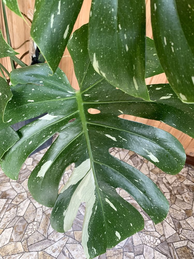 Monstera Thai Constellation