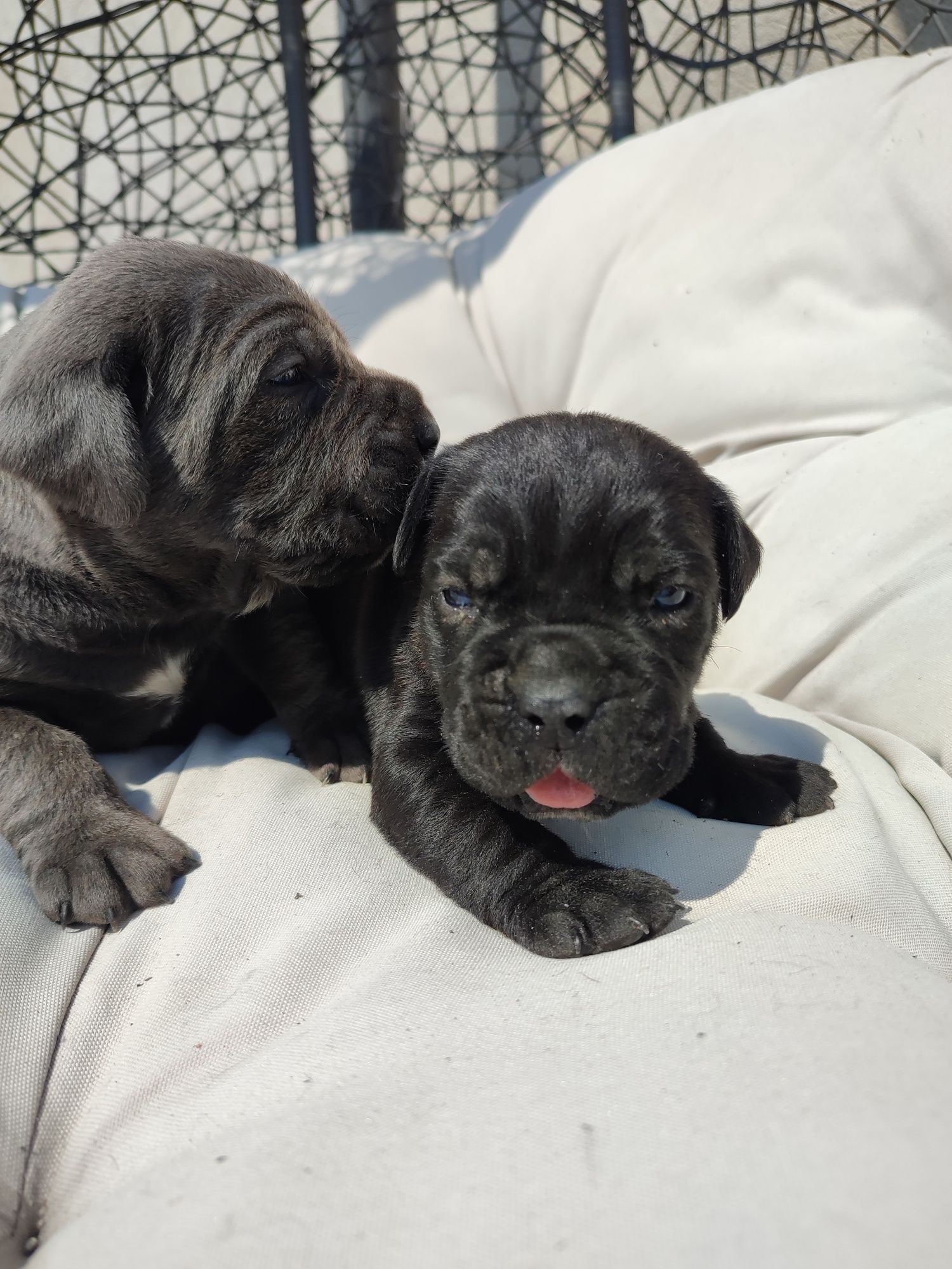 Cane Corso Italiano Sunia