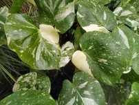 Monstera deliciosa Thai Constelation