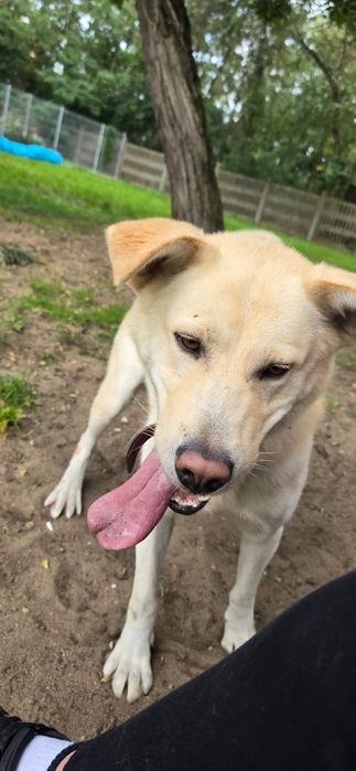 Piesek Max -   akita szuka domku