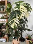 Epipremnum Pinnatum ‘Albo Variegata’