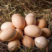 Świeże jajka od wesołych zdrowych kurek :) zapraszam - 1,2 zł za szt