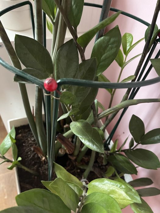 Zamioculcas duży i wysoka donica