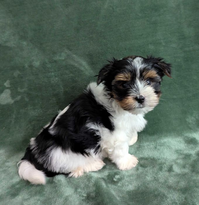 Piesek Yorkshire Terrier Biewer