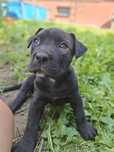 Piesek Pitbull Terrier