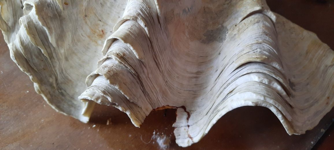 Раритет Океанічні мушлі декор океаническая раковина
