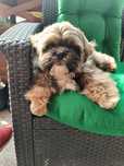 ShihTzu piesek Gringo