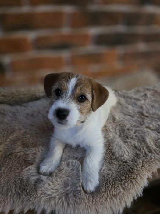 Jack Russell Terrier FCI ZKwP