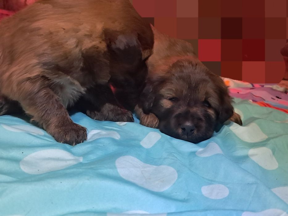 Тібетський мастиф