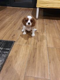 Cavalier king charles spaniel- rodowodowy maluch