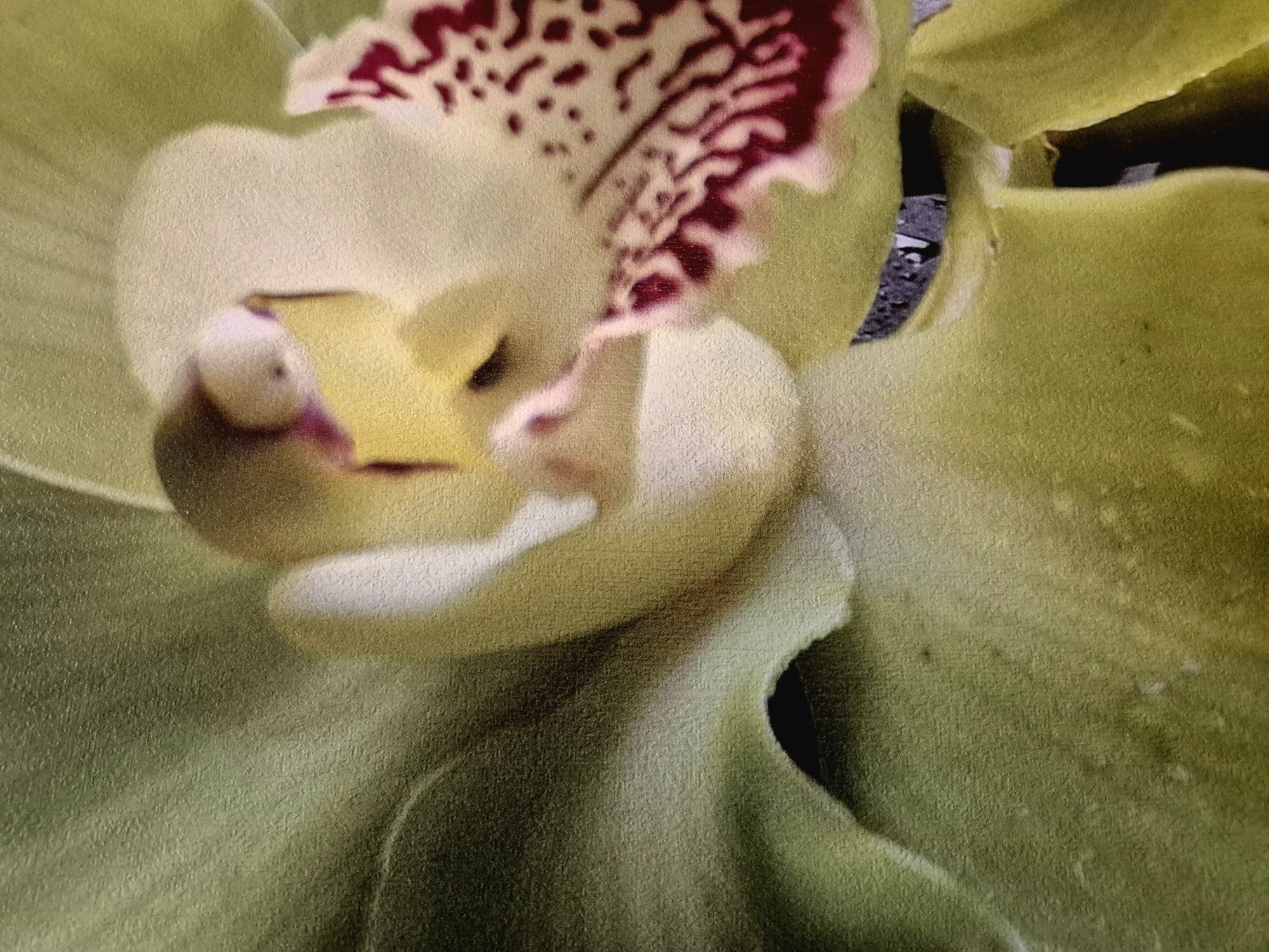 Duży obraz z orchideami