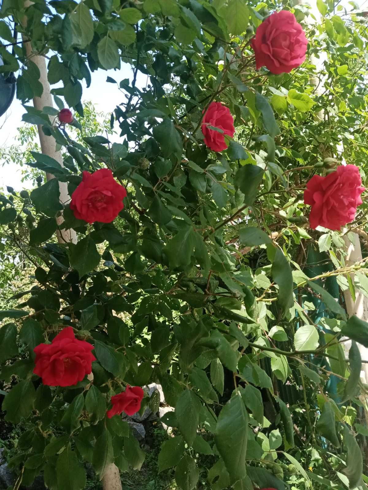Роза     вьющаяся