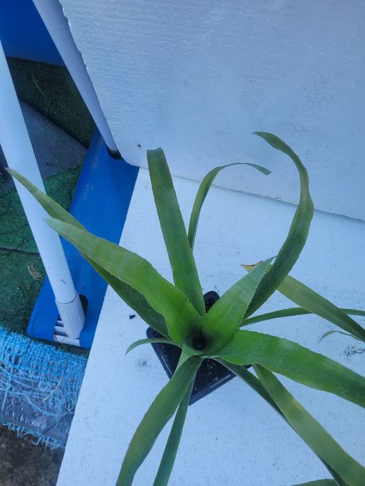 Більбергія, бильбергия