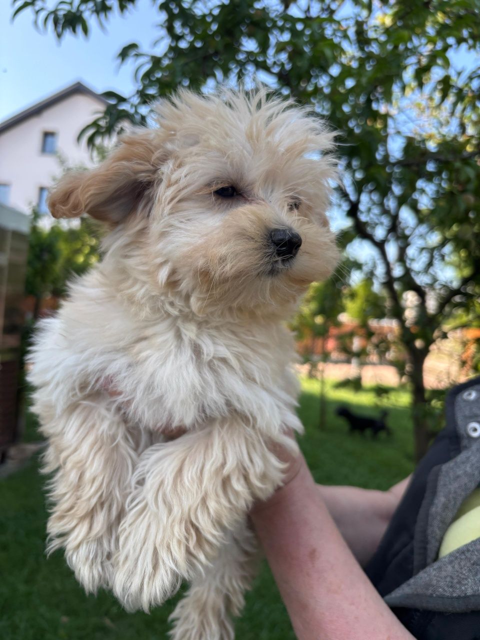 Suczka Maltipoo 12 tygodni, ojciec Fci
