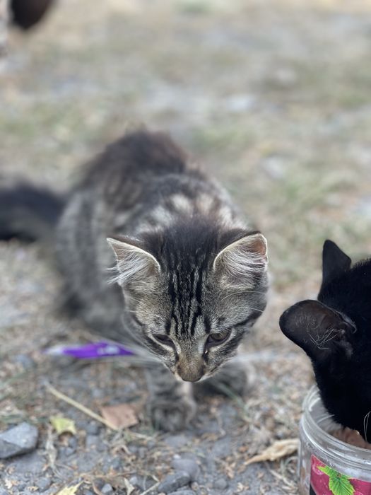 Кошенята в добрі руки!! Доставимо