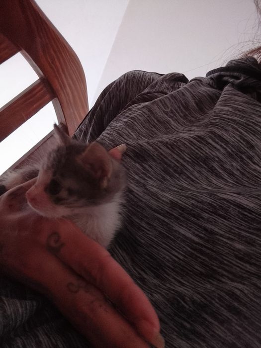 Gatinha para adoção