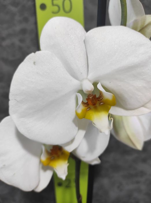 Орхідея біла ,на подарунок