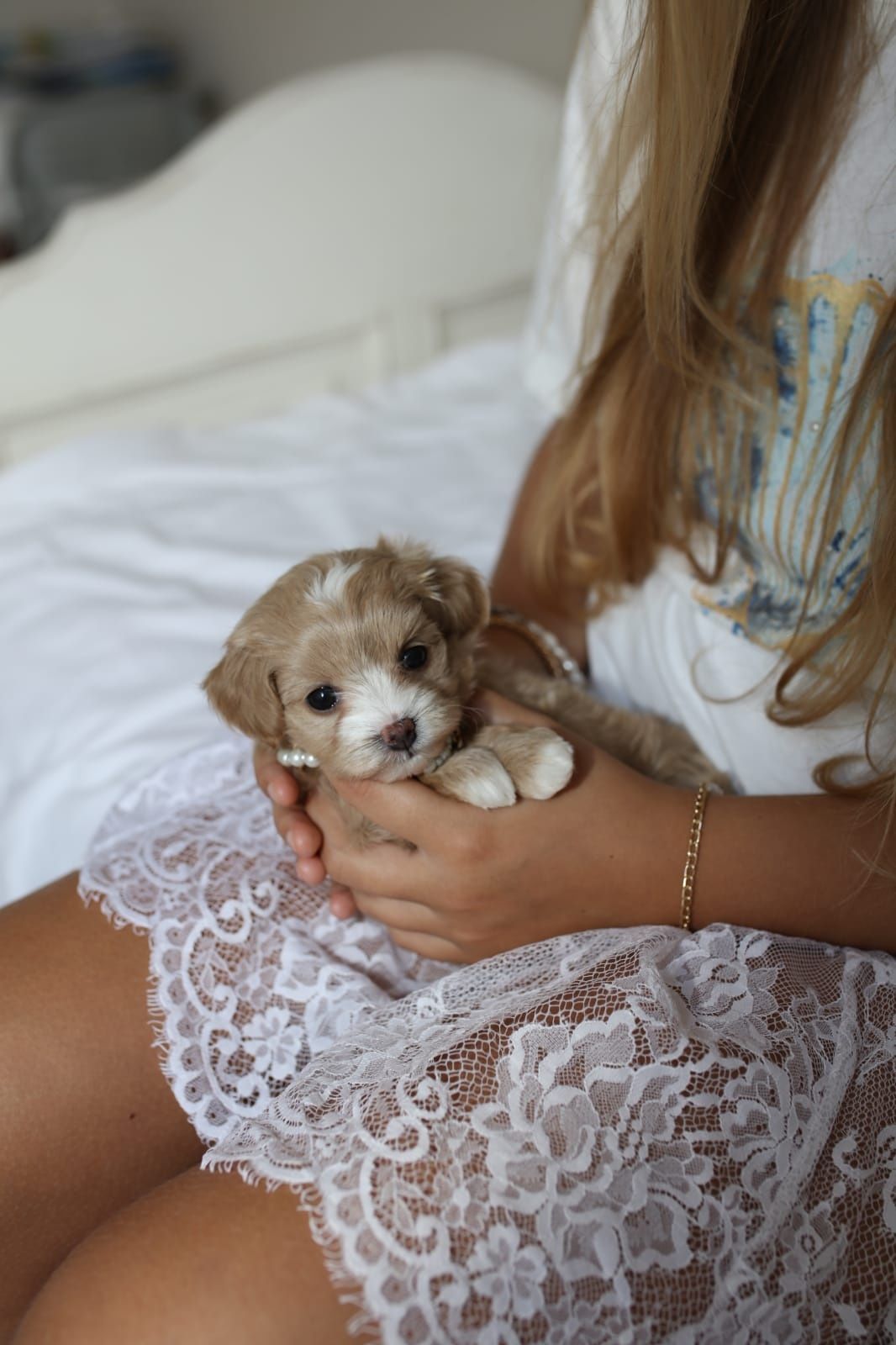 Мікро мальтіпу дівчинка ф1, девочка микро мальтипу, maltipoo micro f1