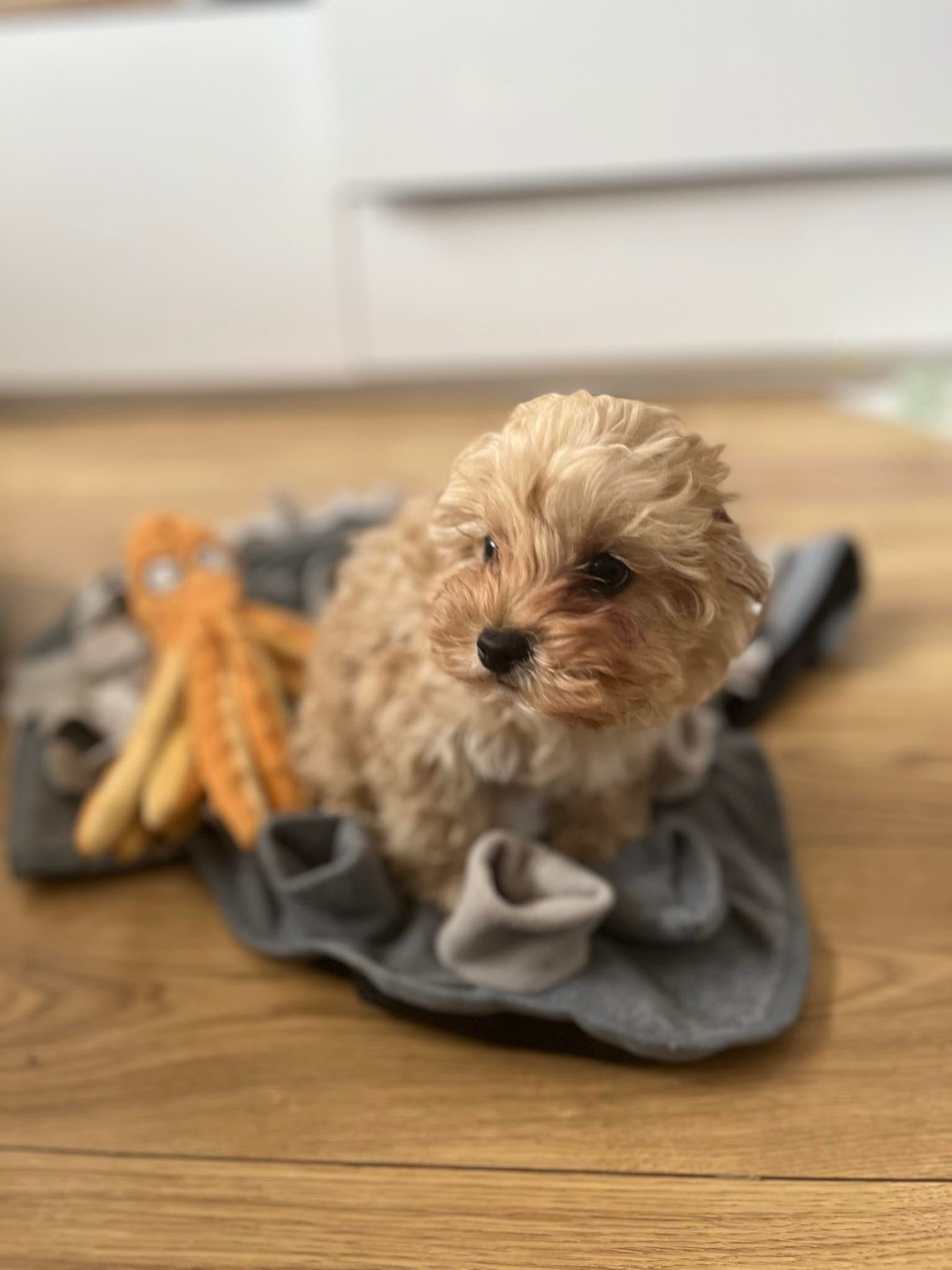 Śliczny piesek maltipoo