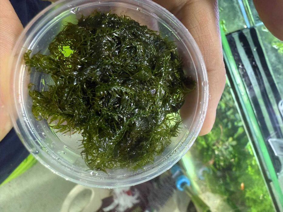 Mech roślina do akwarium Aqualife Sklep Zoologiczny