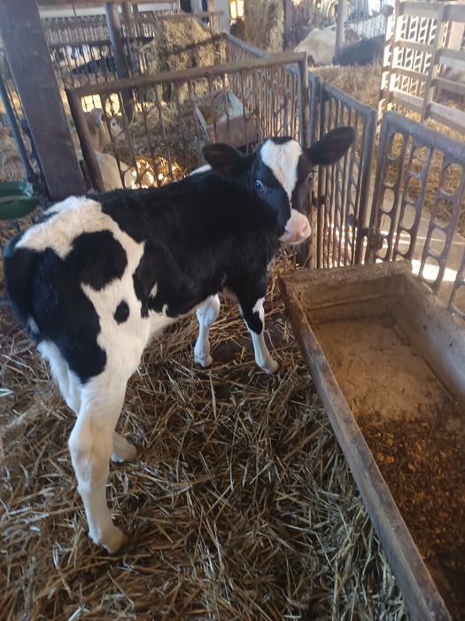 Sprzedam cielaki byczki