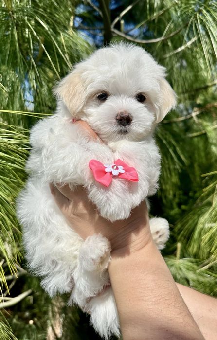 Малишка Мальтезе  міні