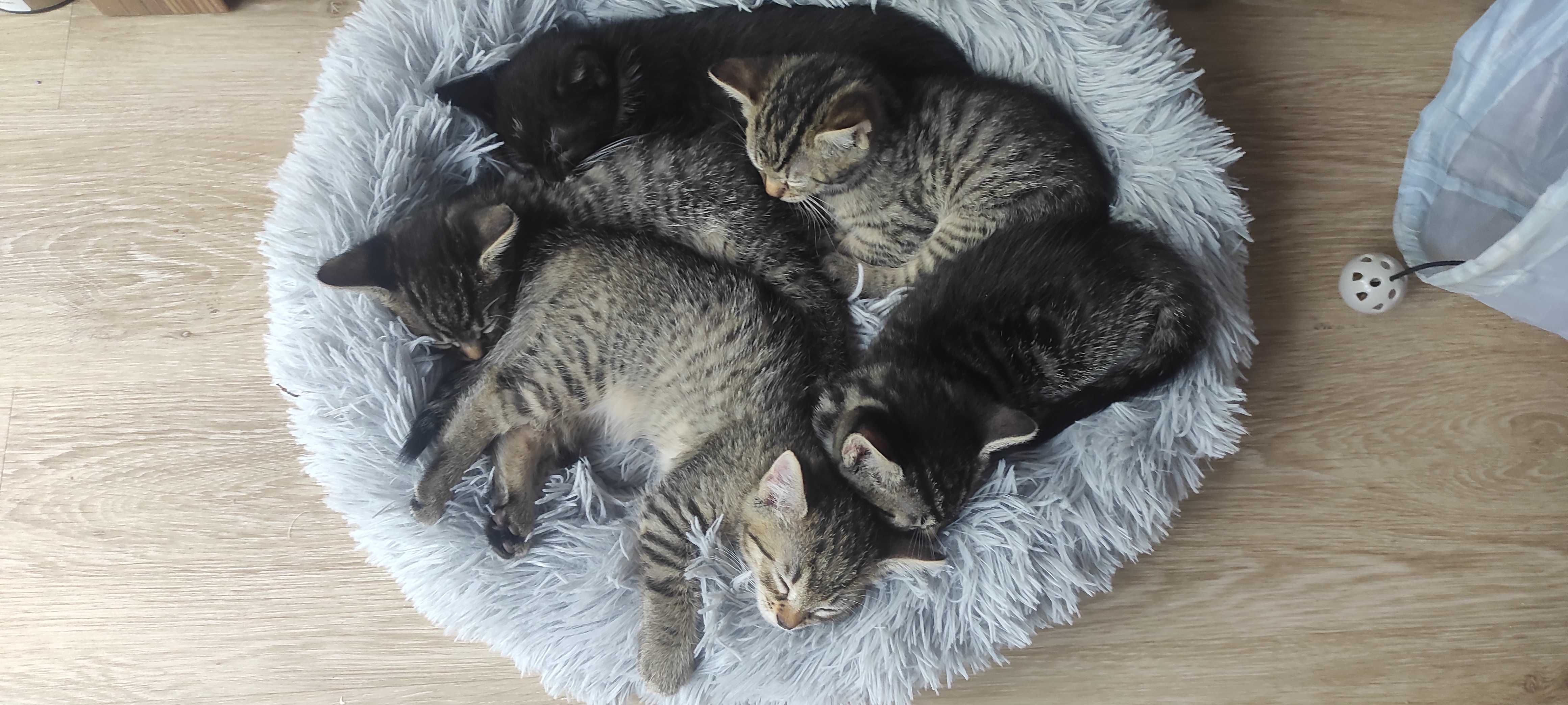 Kotki do adopcji