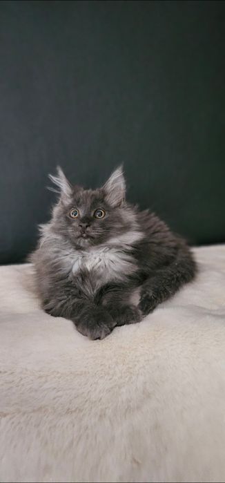 Koteczka Maine coon