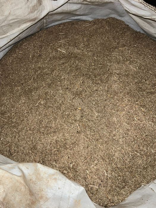 Semente de azevem barspectra