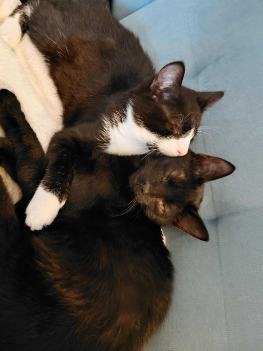 5 miesieczne kocurki do oddania