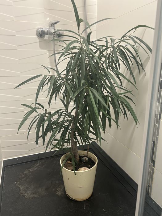 Ficus fikus benjamin Amstel King
