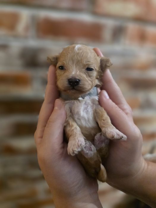 Maltipoo f1  xss piesek do rezerwacji!!!