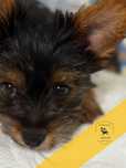 Alojamento canino raças pequenas