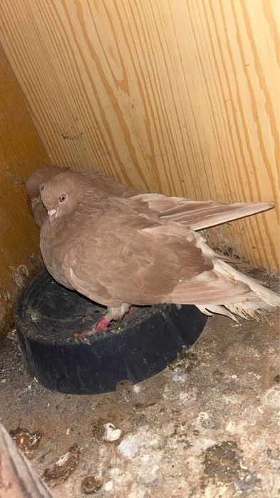 sprzedam golebie szaryki