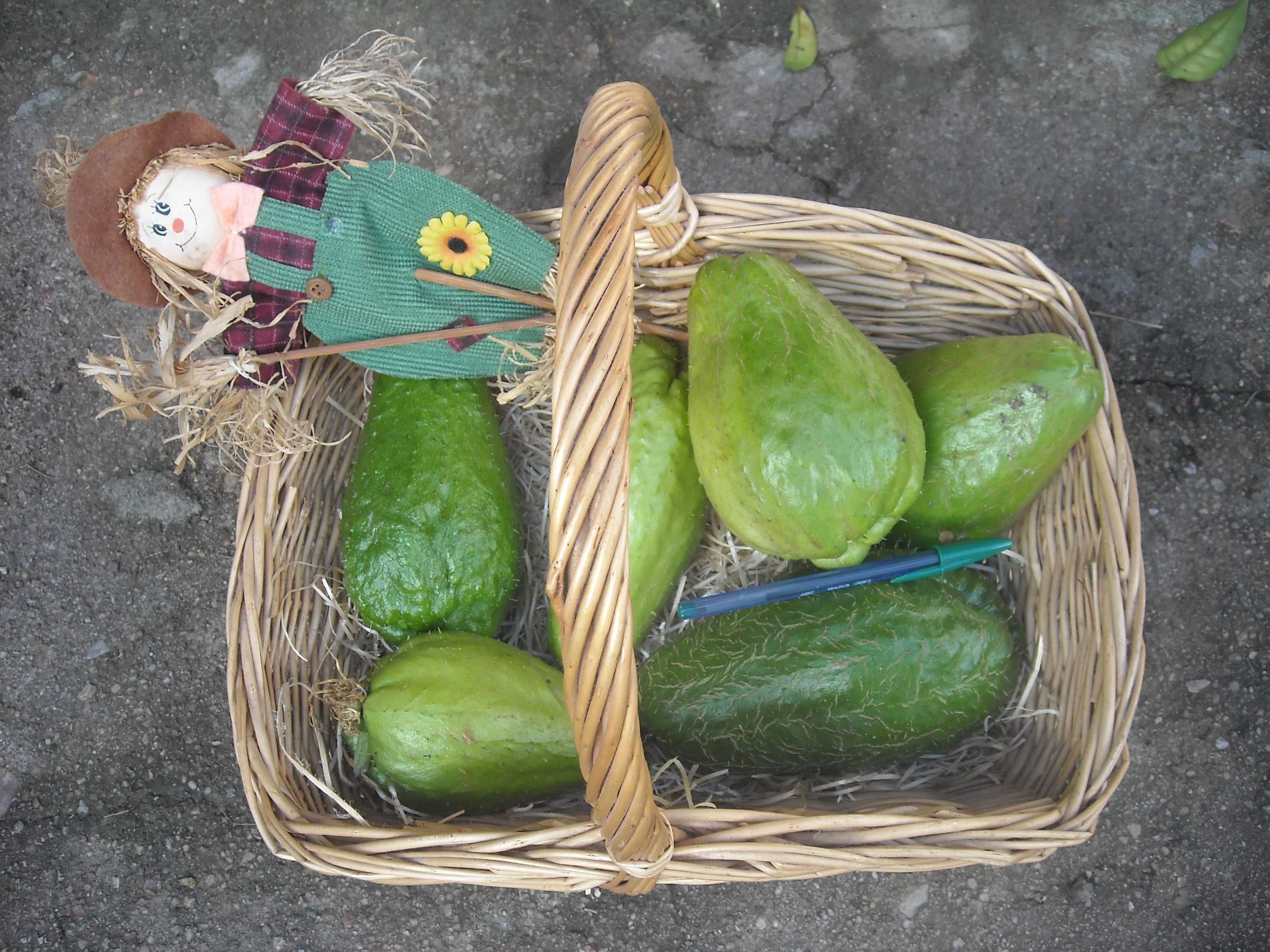 Laranjas limões ovos tomarilhos e chuchus  biológicos