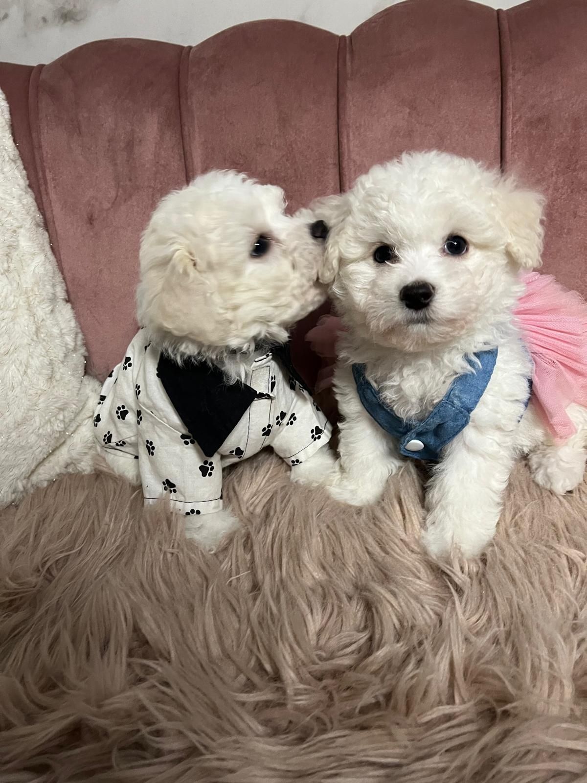 Bichon frise szczeniak bardzo ładny