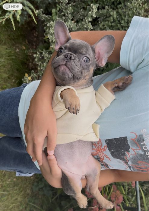 Шикарні малята чекають на Вас!Доставка по Україні та за кордон