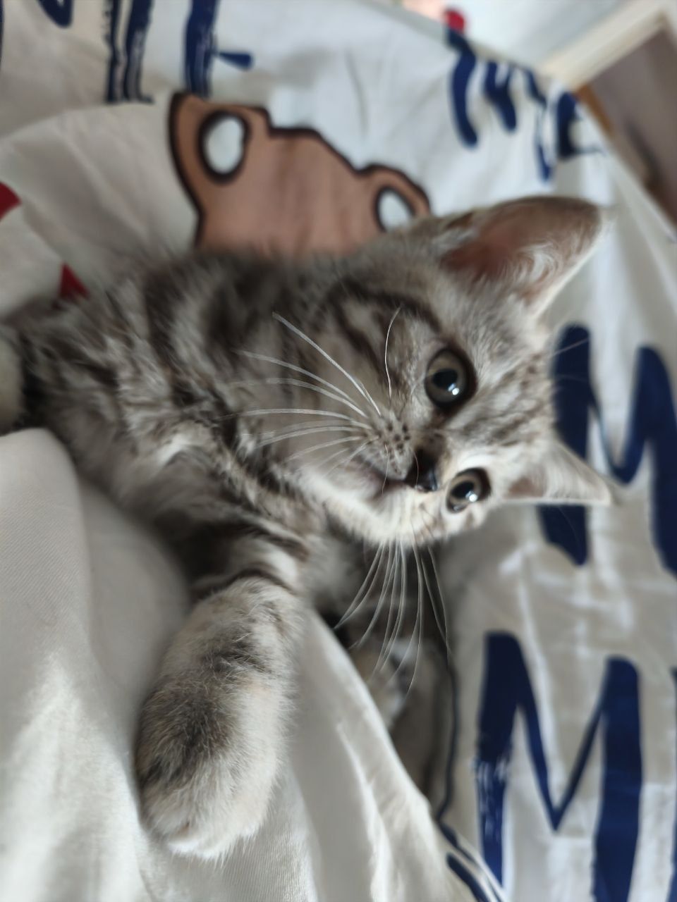 Красивий шотландский прямоухий котенок девочка