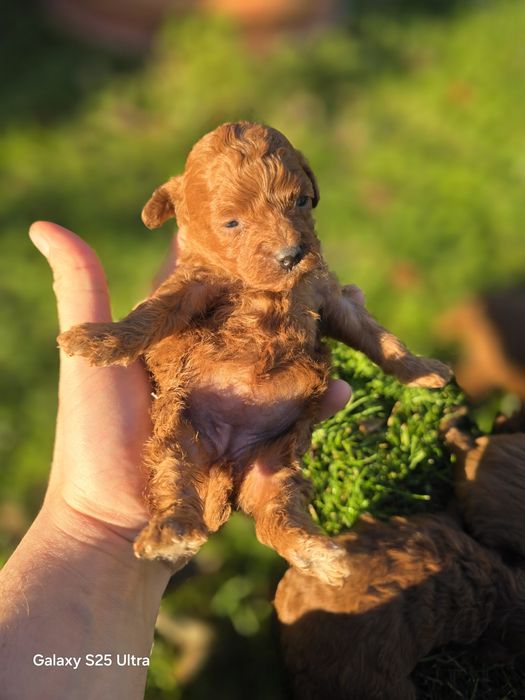 Maltipoo f2b mini Xs suczka malutka