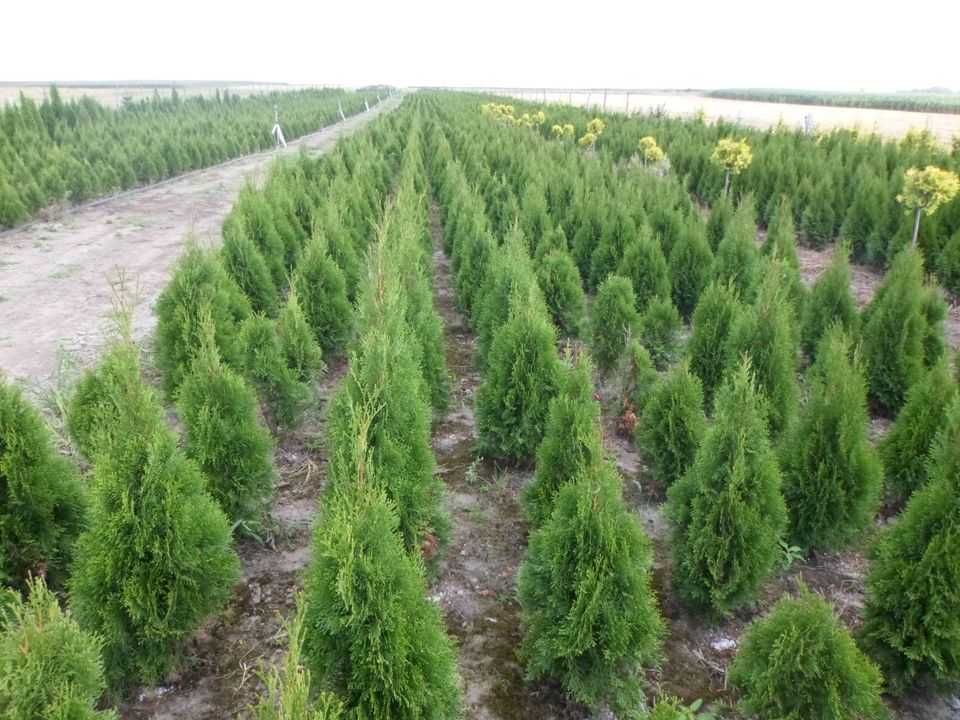 Tuja thuja szmaragd  140-160cm doniczka , juta.   Dostawa GRATIS