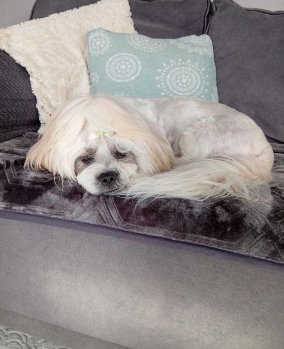 Reproduktory rasy Shih Tzu