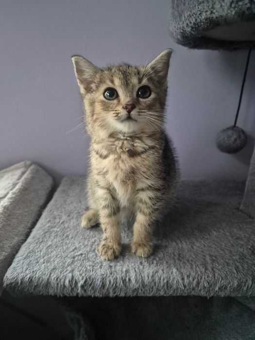 Trzy Okruszki do adopcji.