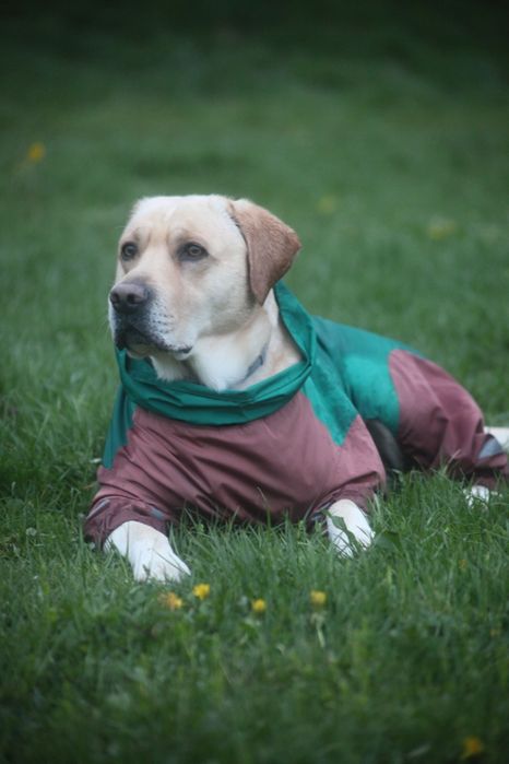 Шукаємо дівчинку породи лабрадор