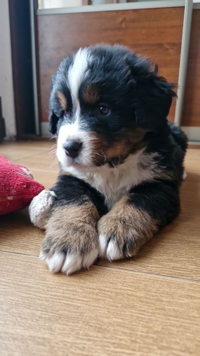 Szczeniaki berneński pies pasterski drugi miot