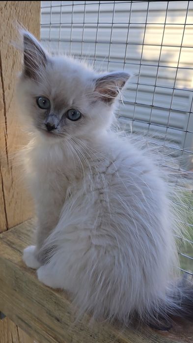 Kocurek Ragdoll Julek Na Kujawach*PLL