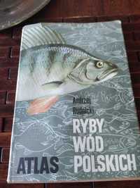 Rudnicki ryby wód polskich atlas