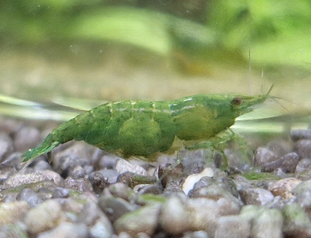 Krewetki Neocaridina Green Jade