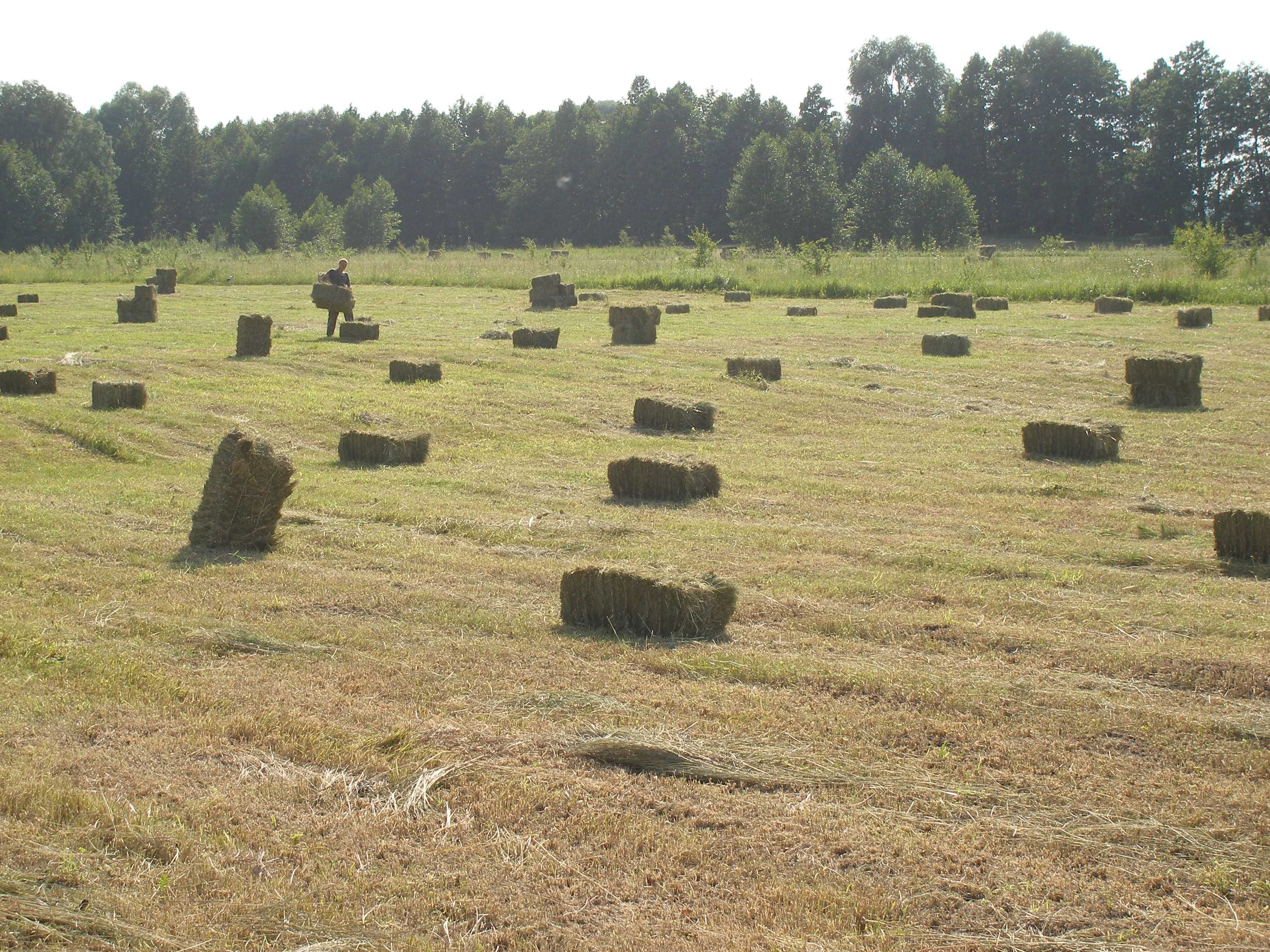 Cіно Сено в тюках