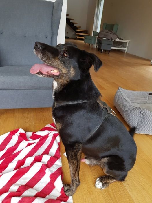 Uśmiechnięty Baddy czeka własnie na Ciebie - do adopcji :)